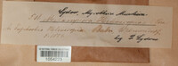 Melampsora euphorbiae image